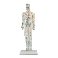 Modèle Anatomique du Corps Humain Masculin 46 cm : 361 points d'acupuncture et 80 points curieux